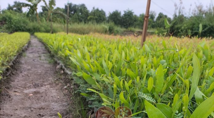 Lợi Ích Của Cây Tràm Bông Vàng, Những Vấn Đề Khuyến Nghị loi ich cua cay tram bong vang